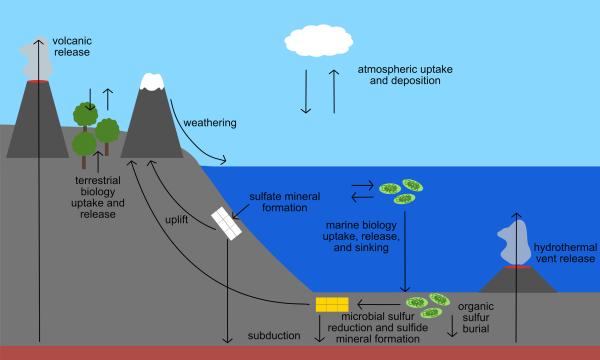 Ciclos biogeoquímicos: qué son, cuáles son e importancia - Ciclo del azúfre