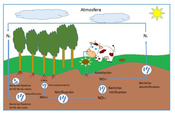 Ciclos biogeoquímicos: qué son, cuáles son e importancia - Ciclo del nitrógeno