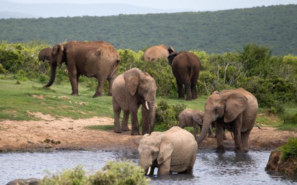 Áreas Naturales Protegidas de África - Parque Nacional Addo Elephant