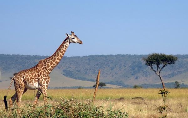 Áreas Naturales Protegidas de África - Reserva natural Masái Mara