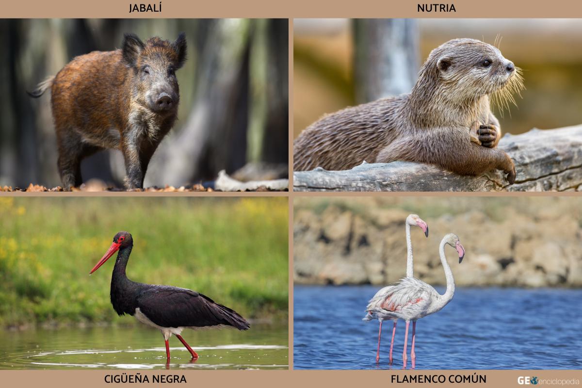 Río Ebro Características, historia, flora y fauna