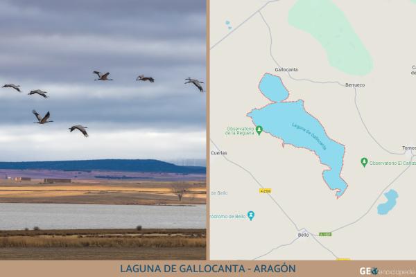 Humedales de España: mapa, nombres, animales y su importancia - Laguna de Gallocanta