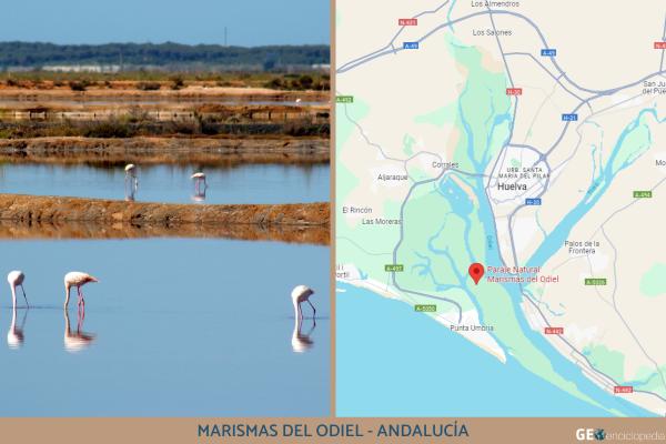 Humedales de España: mapa, nombres, animales y su importancia - Marismas del Odiel