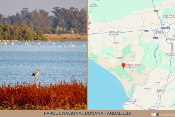 Humedales de España: mapa, nombres, animales y su importancia - Parque Nacional Doñana