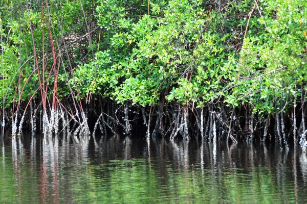 Estuarios: qué son, tipos, flora y fauna - Flora de los estuarios