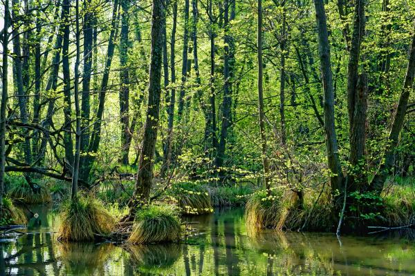 Ciénaga: qué es, características, tipos, flora y fauna - Características de una ciénaga