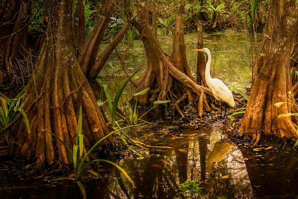 Manglares: qué son, tipos, flora y fauna - Fauna de los manglares