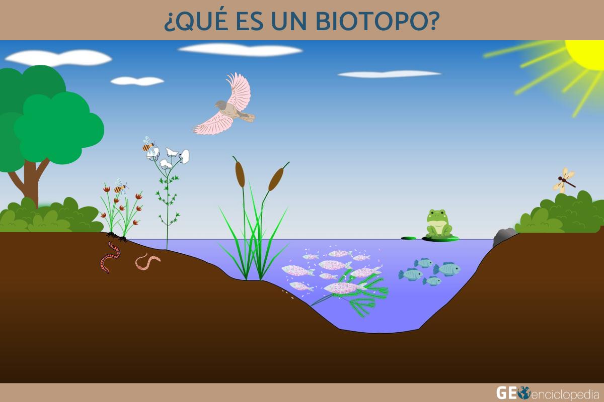 Qué Es Un Biotopo - Resumen