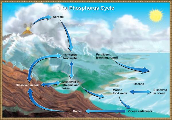 Ciclo del fósforo: qué es, etapas e importancia - Etapas del ciclo del fósforo