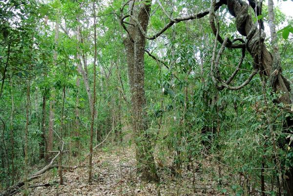 Tipos de selvas - Selva seca