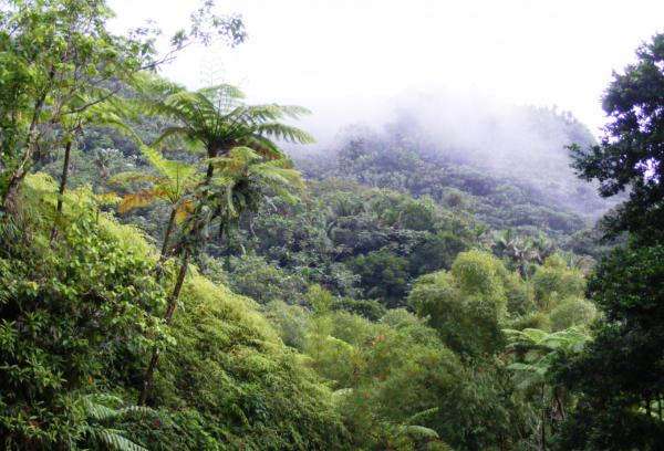 Tipos de selvas - Selva subtropical