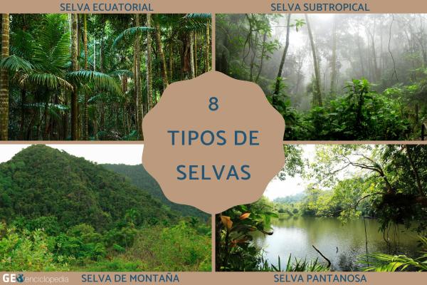 Tipos de selvas