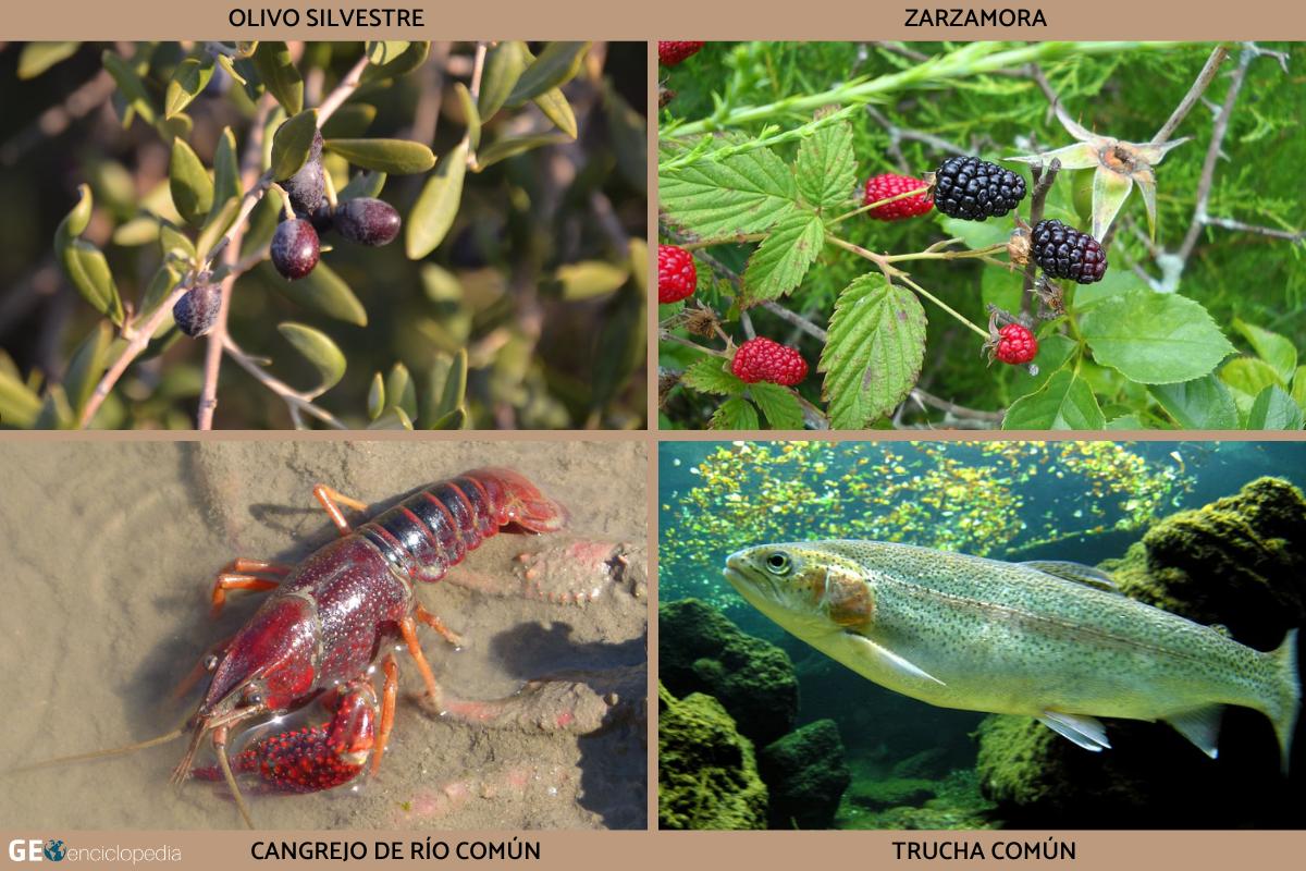 Río Queiles Características, flora y fauna