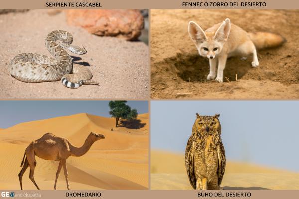 Clima desértico: qué es, características, temperatura, flora y fauna - Fauna del clima desértico