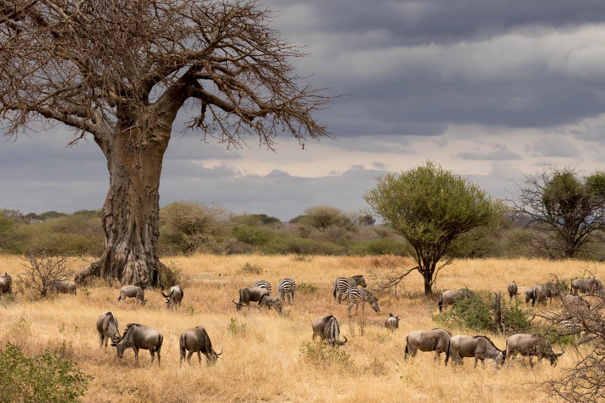 Sabana qué es, características, flora y fauna Resumen