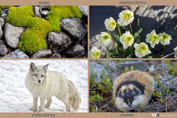 Tundra: qué es, características, tipos, flora y fauna - Resumen