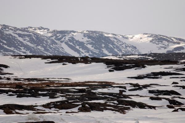 Tundra: qué es, características, tipos, flora y fauna - Qué es una tundra