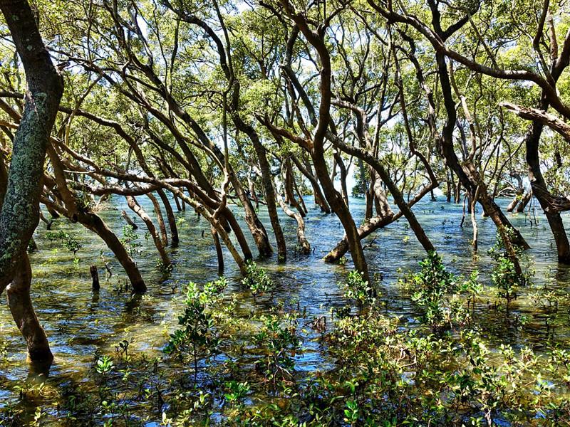 Pantanos Características y tipos