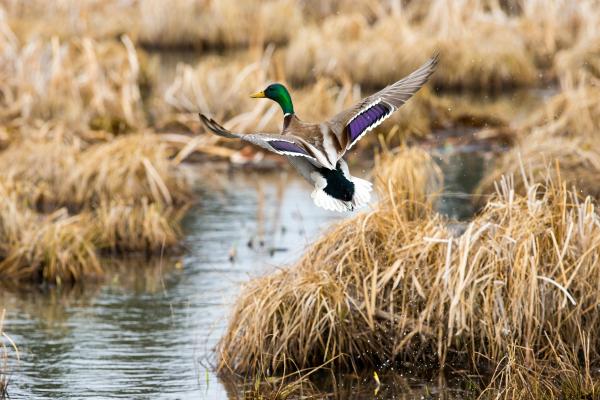 Marismas: qué son, tipos, flora y fauna - Fauna de las marismas