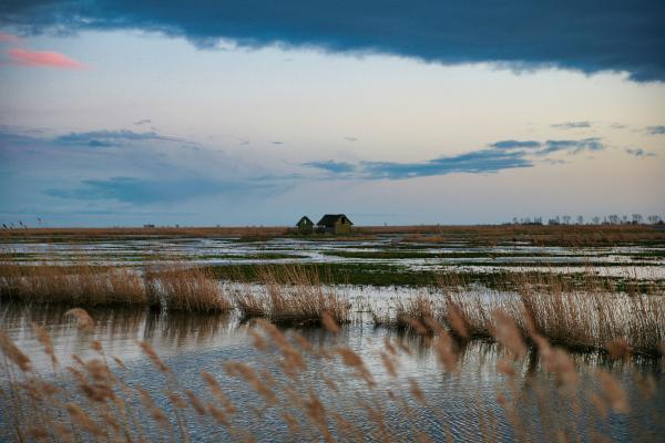 Marismas: qué son, tipos, flora y fauna - Flora de las marismas