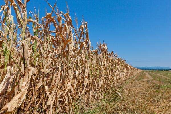 Escasez de agua: qué es, causas, consecuencias y soluciones - Consecuencias de la escasez de agua