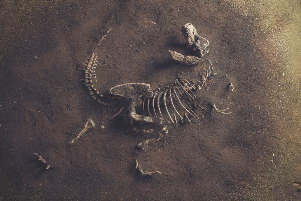 Paleontología: qué es y qué estudia