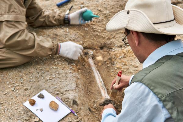 Paleontología: qué es y qué estudia - Para qué sirve la paleontología