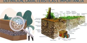 Edafología: definición, características e importancia