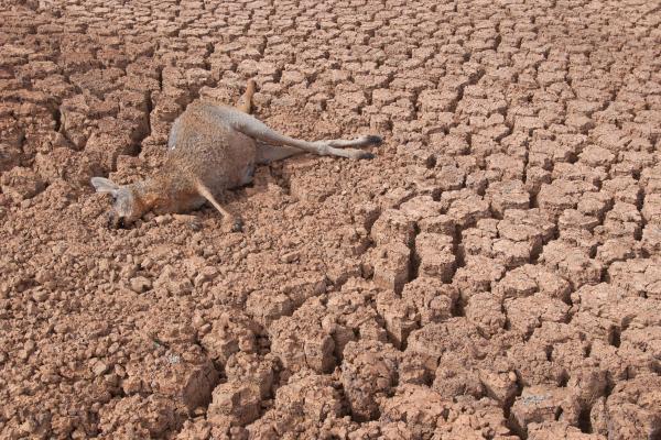 Sequía: qué es, causas y consecuencias - Consecuencias de la sequía