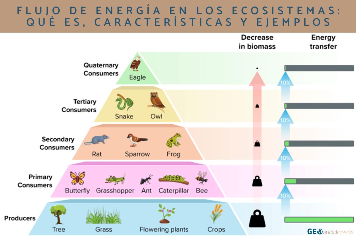 Flujo de energía en los ecosistemas: qué es, características y ejemplos -  Resumen