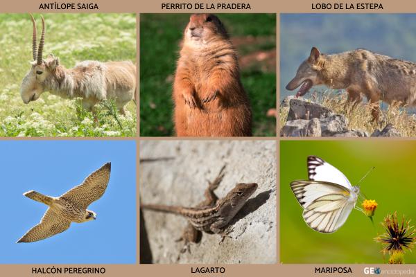 Estepa: qué es, clima, flora, fauna y ejemplos - Fauna de la estepa