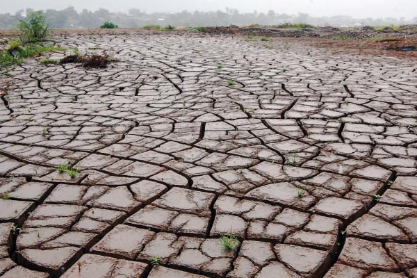 Desertificación: qué es, causas y consecuencias - Qué es la desertificación y niveles 