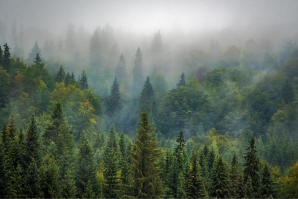 Microclima: qué es, formación y ejemplos - Formación de un microclima y sus factores